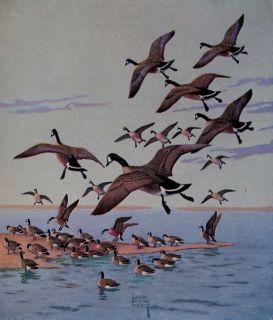 1946 Waterfowl Hunting Duck GOOSE Decoy Lynn Bogue Hunt Prints Lots of