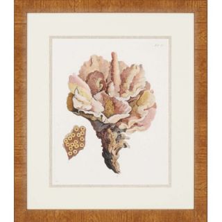 Antique Coral III by Unknown Waterfront Art   30 x 26