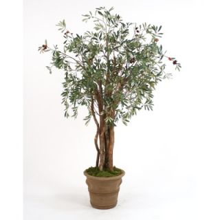 Distinctive Designs 6 Olive Tree in Tuscan Patio Pot   T 128 6 H8