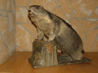 Alpine Marmot Woodchuck Groundhog Life Size Mount Taxidermy Free