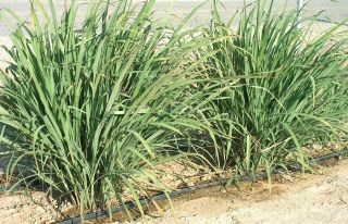 K207B Lemon Grass 20 Stalks Mature Bare Root Live Plants Cooking Herb