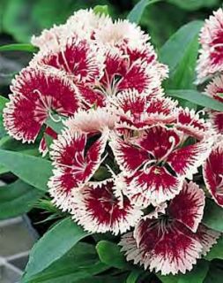Dianthus Ideal Series Cherry Picotee Seeds