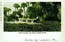 220px Water_hyacinths_on_Lake_Monroe_Florida_1903