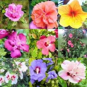 hibiscus syriacus rose of sharon 5 mixed seeds get an incredible color