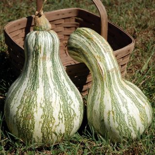 Cushaw Squash Pumpkin Non GMO Heirloom 25 Vegetable Seeds