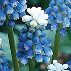 10 Muscari Mount Hood Bulbs Fragrant Blue White Spring Flowers Anti