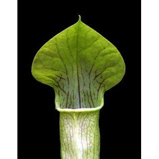 Sweet Pitcher Plant 10 seed Carnivorous Sarracenia alat