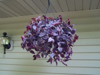 House Plant Purple Wandering Jew Cleans The Air Stunning
