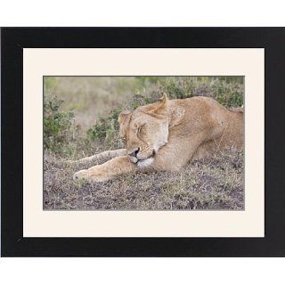 Framed Print of African Lioness   Sleeping from Ardea