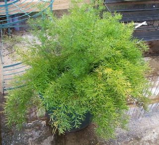 Asparagus Fern Seeds Easy to Grow with Instructions