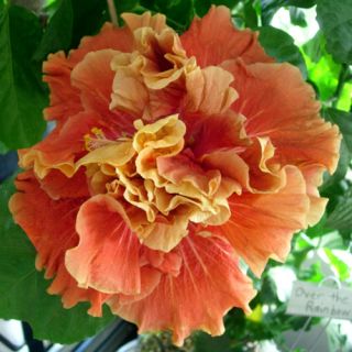Hibiscus SP Magic Moments Tropical Plant 4 5 Pot Box Liners Heat