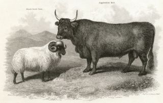 Cow Highland Bull Scottish Blackface Sheep 1809 Print