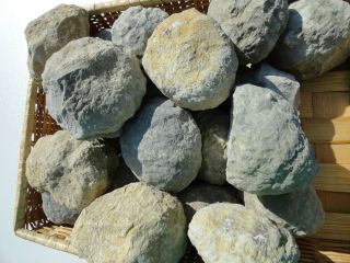 Unopened Keokuk Geode Guaranteed Hollow Rock Mineral