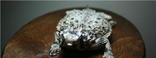 Texas Horny Toad Replica Mount Fiberglass TCU Fierce