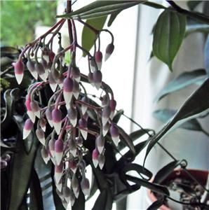  Crassata Seeds * CHANDELIER PLANT SEED * Rare Exotic Easy House Plant