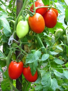 Tomato Roma Non Hybrid Non GMO Heirloom Vegetable Seeds Open