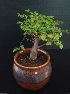 Elm Tree Live Indoor Bonsai Flowering Plant with 4 Clay Pot Over 5