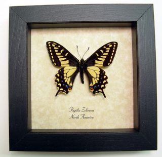 Anise Swallowtail Real North American Framed Butterfly 8065