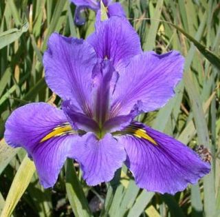 14 Beginning Pond Plants   Hyacinth, Iris, Prim Creeper, Poppy, Parrot
