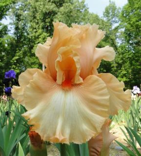Tall Bearded Milan Iris Peach Buttery Gold 07 Perennial Rhizome Bulb