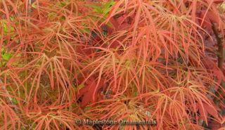 Red Pygmy Japanese Maple 3 Year Tree