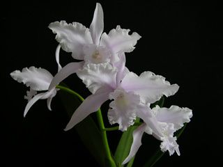 Cattleya orchid L. lobata Jeni AM/AOS ~ 48 Bulbs ~ 3 NEW ~