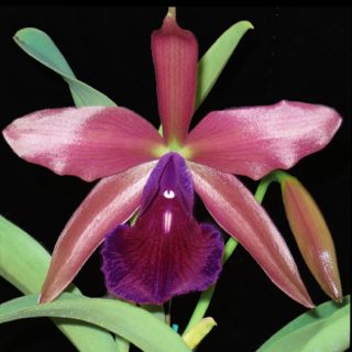 Jewell Orchids Cattleya LC Remula Primary Hybrid Orchid Plant
