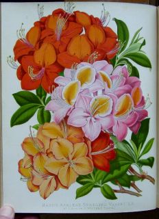 Paxtons Botanical Garden 3 Vols 108 Color Plates RARE