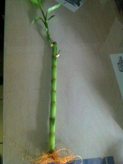 Lucky Bamboo Plant Stem 18 1 Live Bamboo Plant Tropical Plant