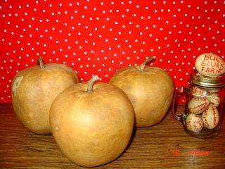 Hard Shell Apple Gourds Great for Decorations Paintings Arts Crafts