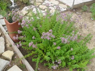 Sweet Marjoram Potted Plant