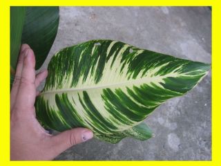 New Heliconia Heliconia Indica Lamarck Variegate RARE