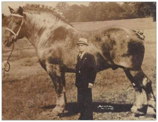 Brooklyn Supreme Belgian Horse Postcard Worlds Largest