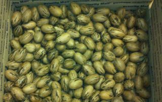 Pound Box of Seedling Pecans