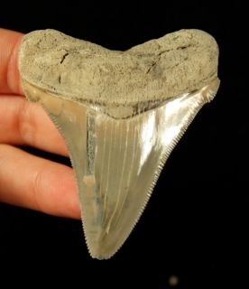 Lee Creek Megalodon Shark Tooth