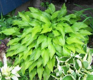 Live Plants ~ LANCIFOLIA ~ Hosta ~ Spreads Fast ~ buy more to save