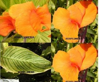 Live Plants Canna Lily Dark Orange Bi Color Leaf Fresh Free Document