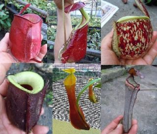 Nepenthes Lowland Mixed 3000 Seeds Wide Varieties