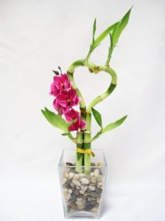 Live Heart 4 Style Lucky Bamboo Arrange w Glasses Vase Silk Orchid