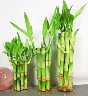 30 Stalks Straight Lucky Bamboo 10x4 10x6 10x8 Indoor Plant Bonsai