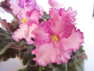 African Violet Plant Amy Lyn
