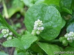 Malabar Spinach Green Vine 30 Seeds