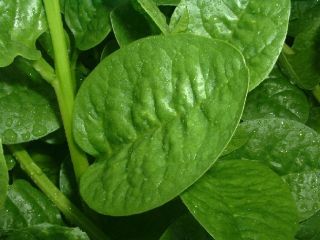 Asian vegetable seeds   Malabar Spinach ( Mong Toi )   1 Oz Seeds/Bag