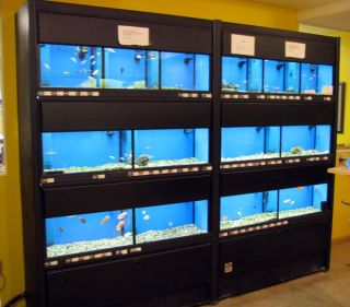 Mars Marineland 8 Commercial Aquarium Fish Display