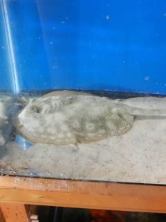 Yellow Stingray Live fish Live Saltwater fish Fish Tank coral Aquarium