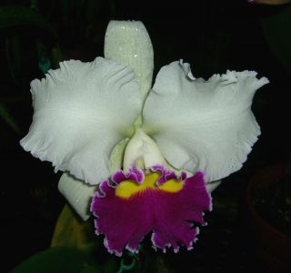 SALE HUGE Fragrant Flowers Cattleya Lc Ahmad Sheiki Mendenhall Orchid