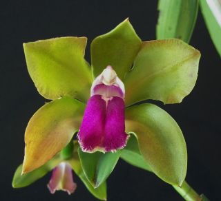 Cattleya Bicolor Mendenhall Beta 4N x Self Species Orchid Plant