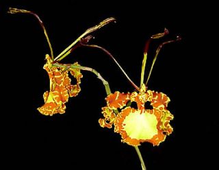 Psychopsis Mendenhall Hildos FCC AOS Butterfly Orchid Plant