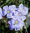 Sack 40 Flax Fragrant Oriental Nice Blue Popular Flower Seeds Magic