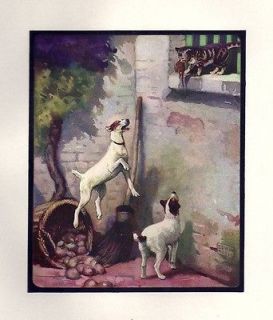 1910 John Edwin Noble SMOOTH HAIRED FOX TERRIER Print Chapter Dog